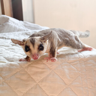 フクロモモンガ　オス