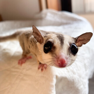 フクロモモンガ　メス