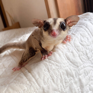 フクロモモンガ　メス