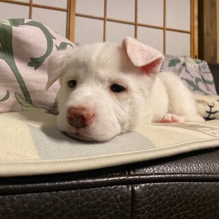 脱力系男子☆ボンボンくん