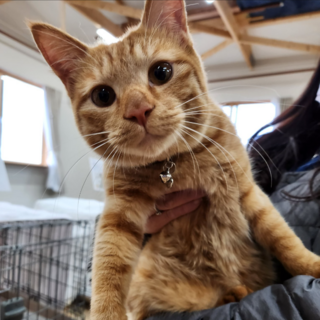 （中断します）甘えんぼ「グク」♂　