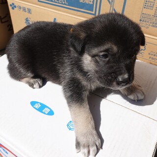 可愛らしい元気な男の子★1か月★保護犬★黄色リボン