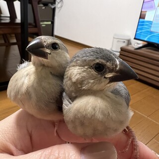 【東京】手乗り桜文鳥ヒナ2羽