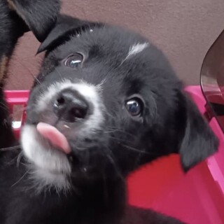 優しいのんびりMIX仔犬ちゃん♂5ヶ月くらい