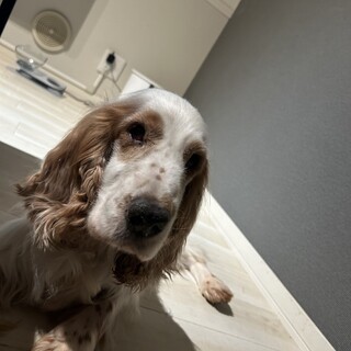 7歳男の子/三白眼のインギー【トライアル決定】