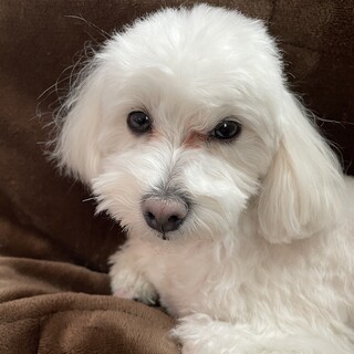 応募多数のため返信遅れます　マルプー　１歳です