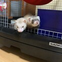 フェレット2匹の里親募集