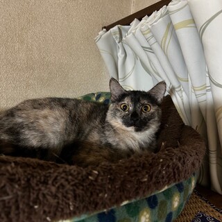 臆病だけど猫との相性OK  サビちゃん