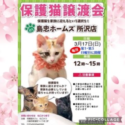 3月17日（日）島忠ホームズ所沢店譲渡会！