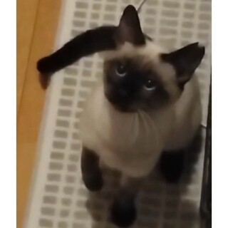 元気いっぱい、シャム系はる君