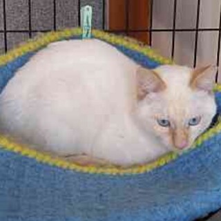 こわがりさん、クリーム系しょう君