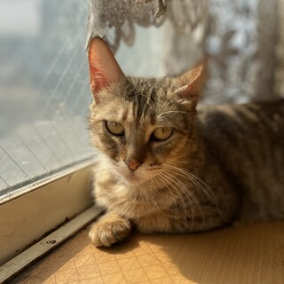 成猫(推定)3才ですが、とても人懐こい子です