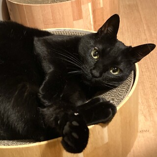 【人が大好きな甘えん坊！イケメン黒猫！】再募集です
