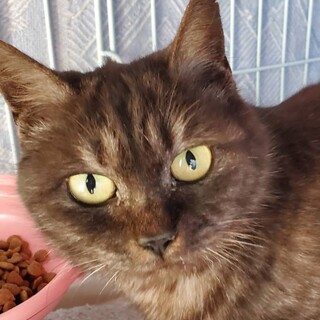 べたなれ♪　かわいい　くるみちゃん