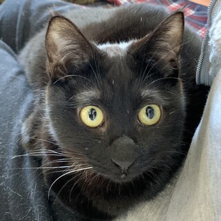 【6/2芝浦】食いしん坊のお団子しっぽ黒猫ルナ