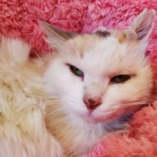 ふわふわ長毛　人なれ抜群　ゆうがちゃん♪