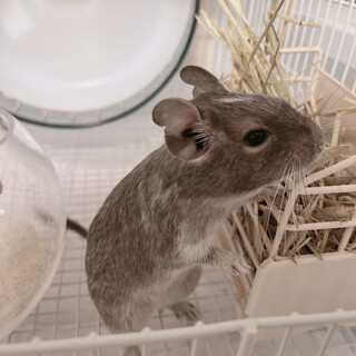 デグー里親募集　グレーパイド（メス）