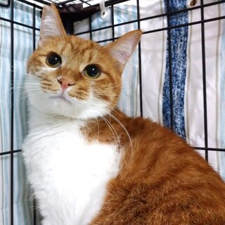 【3/31芝浦】つぶらな瞳のきゅるるんコロ助くん