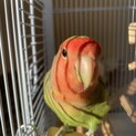 コザクラインコノーマル
