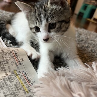 5匹兄弟紅一点のサバ白ちゃんです