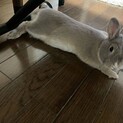 ウサギ里親募集