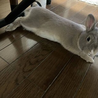 ウサギ里親募集