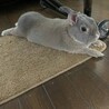 ウサギ里親募集 サムネイル3