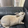 ウサギ里親募集 サムネイル4