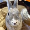 ウサギ里親募集 サムネイル5