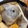 ウサギ里親募集 サムネイル7