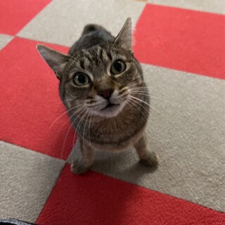 人懐っこい…懐っこすぎるムギちゃん♡