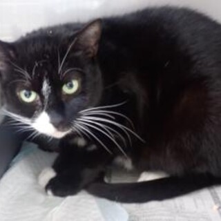 白いおヒゲが可愛い★黒猫の四葉(よつば)ちゃん