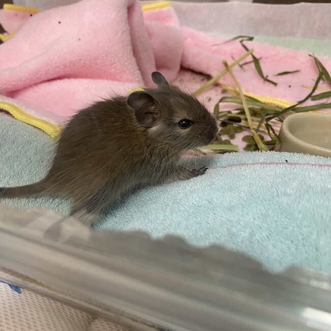 デグー大好きとっきーのカバー写真