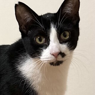 ちょっとビビリな優しい子　力丸君