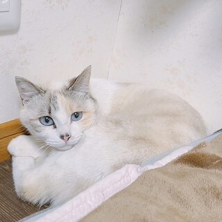 パステルミケ1歳半女の子