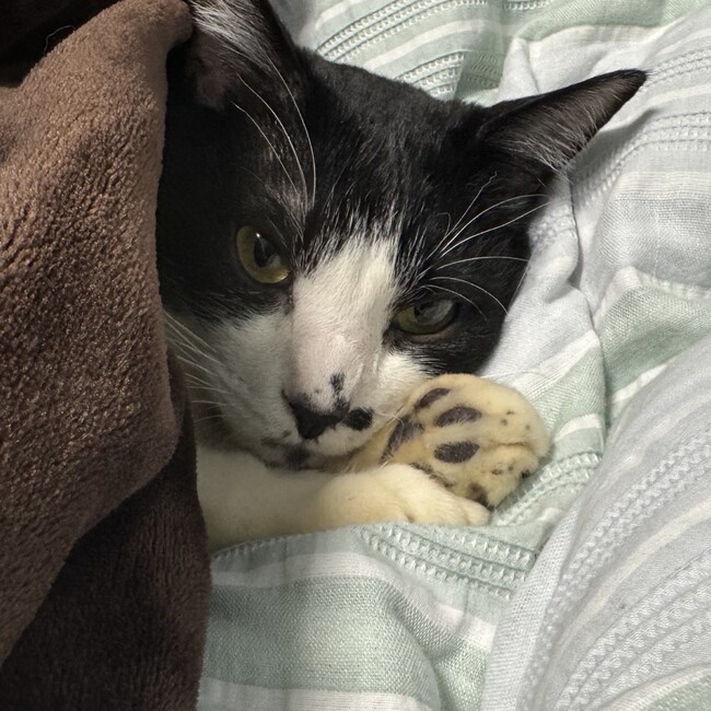 山本　彩のカバー写真