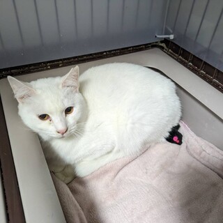 真っ白なビビり君  ゆきお