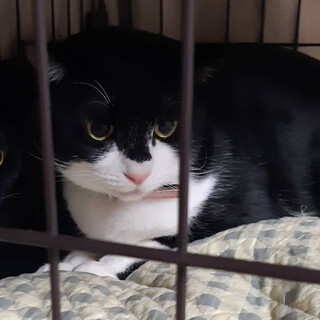 人が大好きな甘えん坊リリちゃん