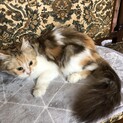 メインクーン風の長毛三毛ちゃん