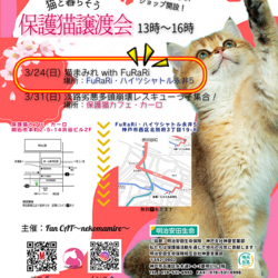保護猫譲渡会☆神戸市西区北別府3/24