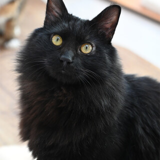 クマくんはカッコイイ黒猫くんです♪