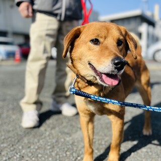 家族に迎えてください