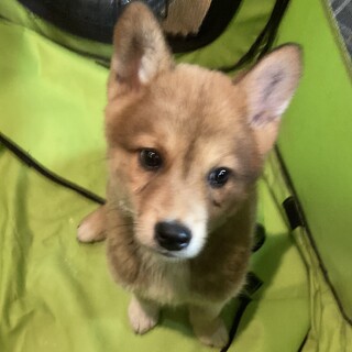 保健所からレスキュー！　柴犬似のダニー君！