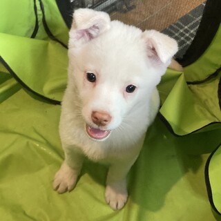 保健所からレスキュー！　元気なひなちゃん！