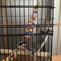 フクロモモンガ【里親決まりそうです】