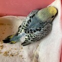 セキセイインコの雛、里親募集