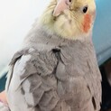 オカメインコ一歳里親募集終了しました