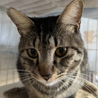 甘え上手のイケメンキジトラ君