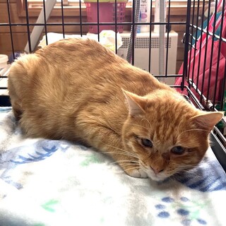 譲渡会参加予定☆茶トラくん去勢済み