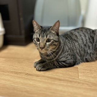 トライアル決定 一旦募集停止  人大好きかいくん